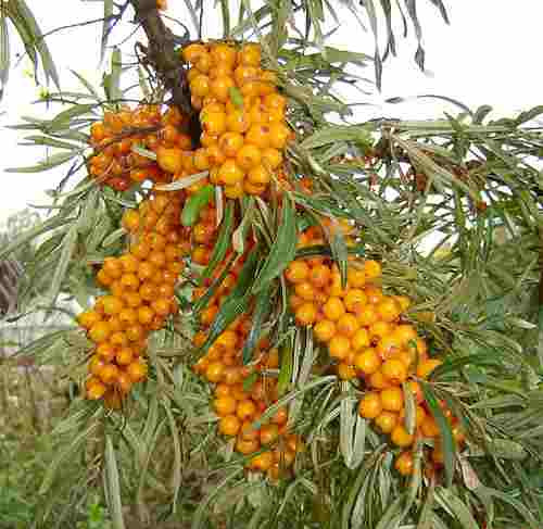 20 Semillas De Hippophae Rhamnoides - Espino Falso Cod. 912