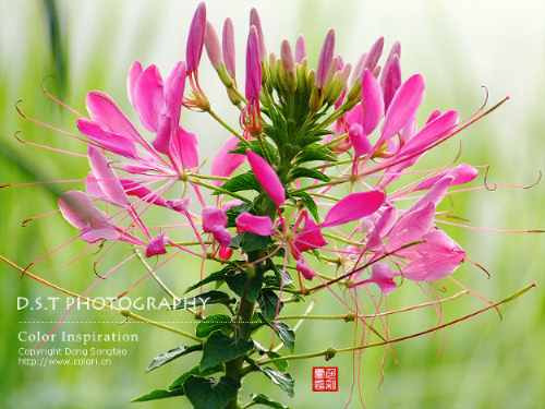 80 Semillas Flor Cleome O Pata De Vaca -cleome Spinosa C.554