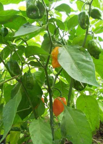 10 Gramos De Semillas Chile Habanero Var. Comercial Orange