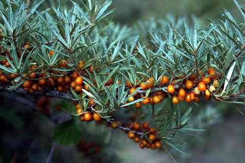 20 Semillas De Hippophae Rhamnoides - Espino Falso Cod. 912