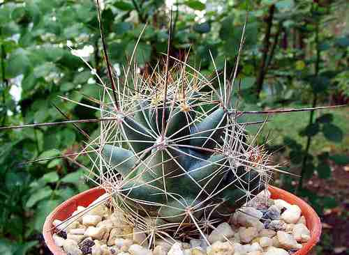 10 Semillas De Coryphantha - Coryphantha Macromeris Cod 1406