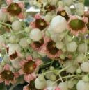 10 Semillas De Arbol Botella - Brachychiton Populneus Cod903