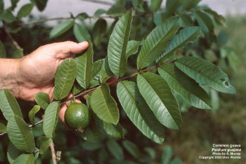 35 Semillas De Guayaba - Psidium Guajava Codigo 993