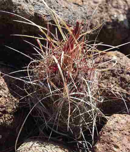 10 Semillas De Thelocactus Bicolor - Gloria De Texas 1417