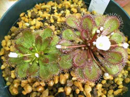 5 Semillas De Carnivora Drosera Lowriei  Codigo 1440