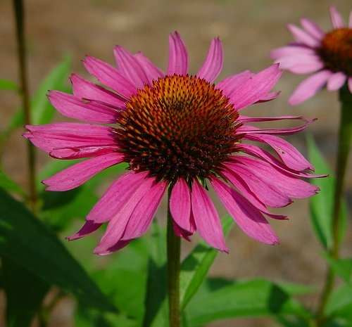 50 Semillas De Echinacea Purpurea - Echinacea 5 Paquetes