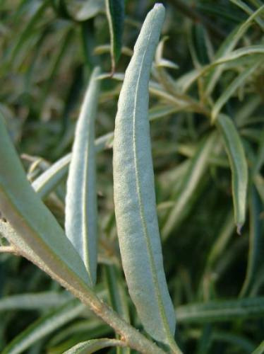 20 Semillas De Hippophae Rhamnoides - Espino Falso Cod. 912