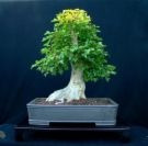 25 Semillas De Arce Tridente - Acer Buergeranum Codigo 855