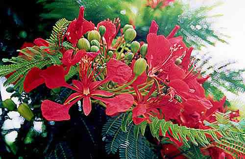 25 Semillas De Delonix Regia  - Flamboyan $50 Codigo 828