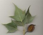 10 Semillas De Arbol Botella - Brachychiton Populneus Cod903