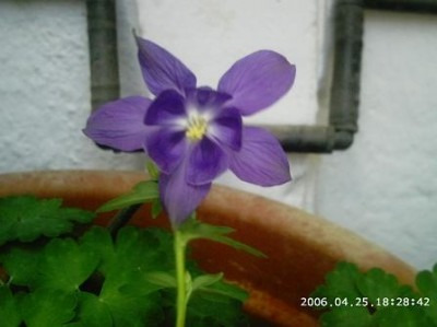 60 Semillas Flor Aguileña -  Aquilegia Vulgaris Codigo 551