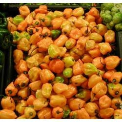 10 Gramos De Semillas Chile Habanero Var. Comercial Orange