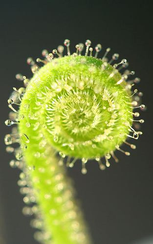 10 Semillas De Carnivora Drosera Filiformis $50 Codigo 1435