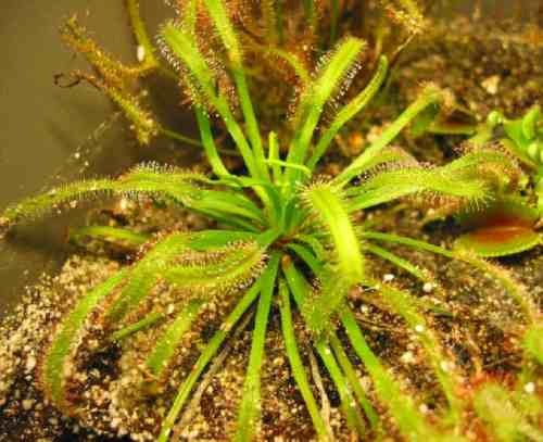 10 Semillas De Carnivora Drosera Capensis $50 Codigo 1434