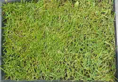 Semillas Para Pasto Lolium Perene - Rye Grass  Pasto Ingles