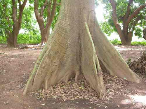 5 Semillas De Arbol Del Algodon O Kapok - Ceiba Pentandra