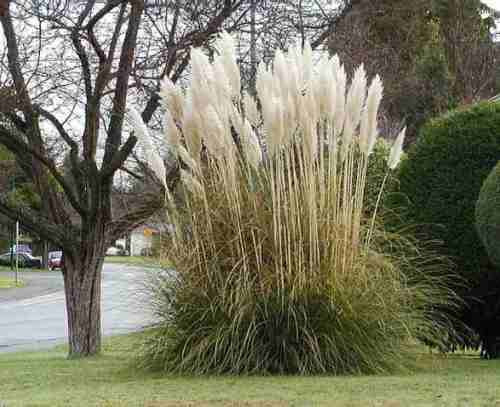 50 Semillas De Hierba De Las Pampas Cortaderia Selloana