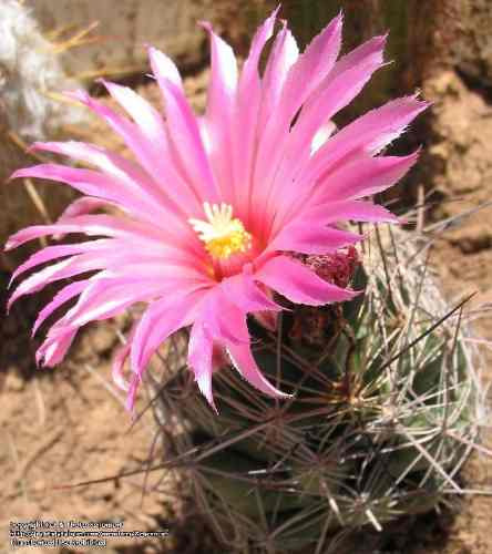 10 Semillas De Coryphantha - Coryphantha Macromeris Cod 1406