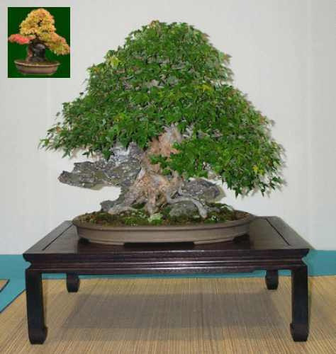 25 Semillas De Arce Tridente - Acer Buergeranum Codigo 855