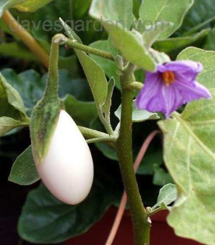 10 Semillas De Planta Huevo -  Solanum Melongena  Codigo 499