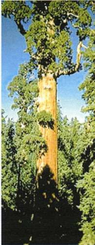 16 Semillas De Secuoya Gigante - Sequoiadendron Giganteum