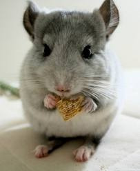 Alimento D Chinchilla 5 Kilos Peletizado Premium Barratisimo