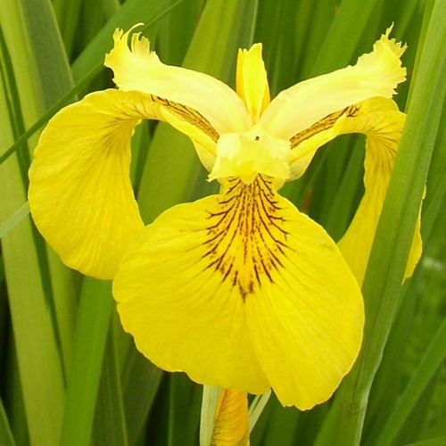 10 Semillas De Iris Amarillo - Iris Pseudacorus Codigo 574