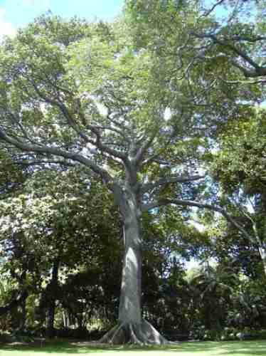 5 Semillas De Arbol Del Algodon O Kapok - Ceiba Pentandra