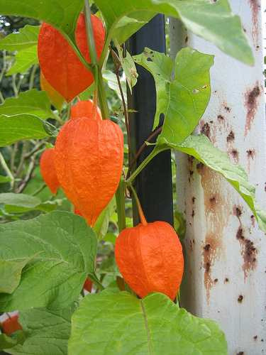 12 Semillas De Physalis Peruviana - Uvilla Codigo 422