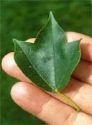 25 Semillas De Arce Tridente - Acer Buergeranum Codigo 855