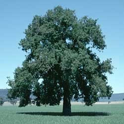 10 Semillas De Arbol Botella - Brachychiton Populneus Cod903