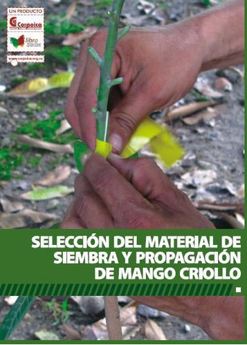 Selección Del Material De Siembra Y Propagación De Mango