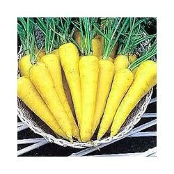 25 Semillas De Zanahoria Amarilla Codigo 442-a