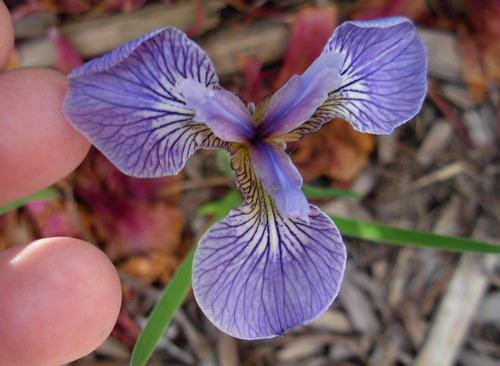 Semillas De Iris Enana O Artic - Iris Setosa Codigo 575