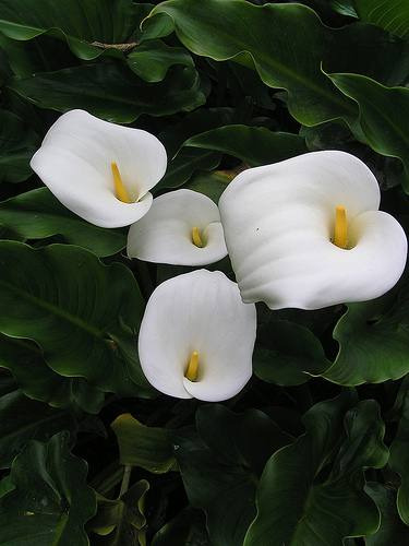 10 Semillas De Zantedeschia Aethiopica - Alcatraz Cod. 591