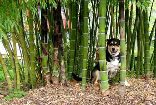 12 Semillas De Bamboo Phyllostachys - Bambu Moso Codigo 1310