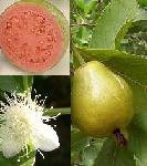 35 Semillas De Guayaba - Psidium Guajava Codigo 993