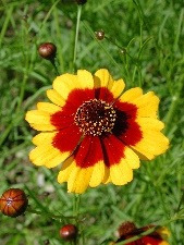 10 Semillas Flor Ojo De Poeta - Coreopsis Tinctoria Cod. 542