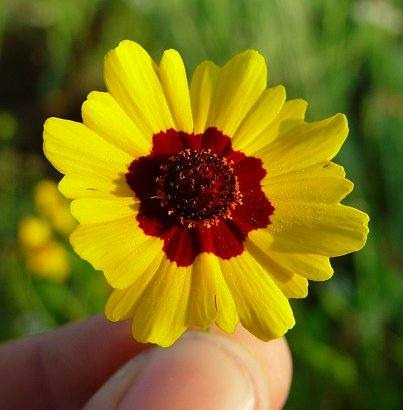 10 Semillas Flor Ojo De Poeta - Coreopsis Tinctoria Cod. 542