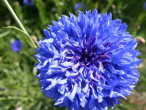 20 Semillas De Flor Centaurea Cyanus - Aciano O Azulejo