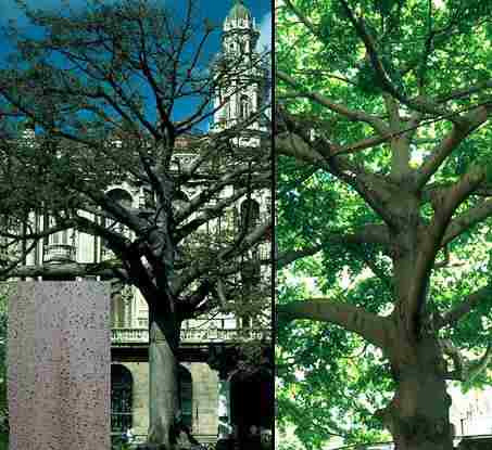 5 Semillas De Arbol Del Algodon O Kapok - Ceiba Pentandra