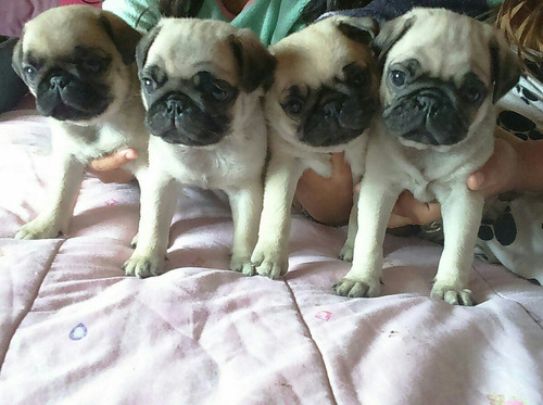 Cachorras Pug Carlino Inscritas