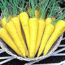 Zanahoria Amarilla 20 Semillas Hortaliza Requiere Sol Sdqro2