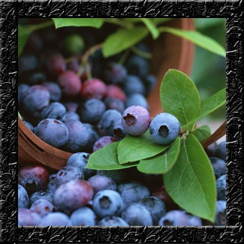 Blueberry Lowbush Mirtilo Anão-  Sementes Para Mudas