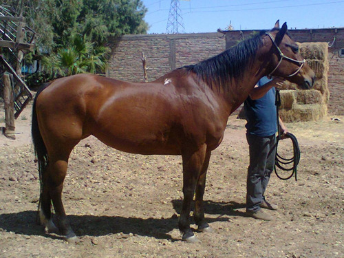 Yegua 1/4 De Milla $21,000 Colorada Con Rienda. (Usado)