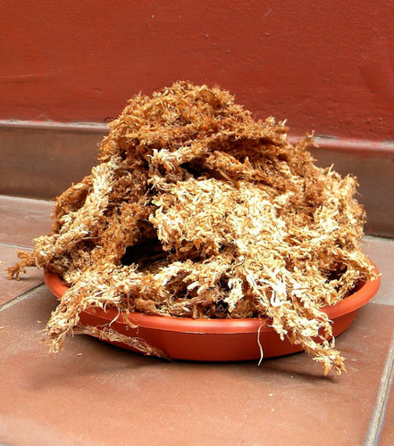 Musgo Sphagnum En Hebras Para  Cultivo De Orquideas