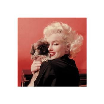 Lamina De Marilyn Monroe - Puppy - 40 X 40 Cm