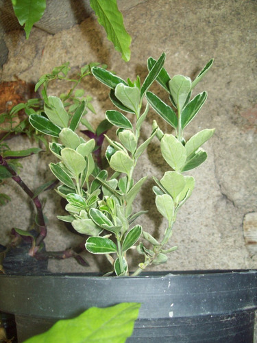 Arbusto Pittosporum Garnetti