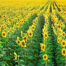 Vinte Mil Sementes De Girassol Miúdo, Culinária Ou Plantio
