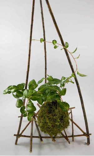 Kokedama Vinca - Kok Arte Natural